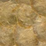 Capic Shell